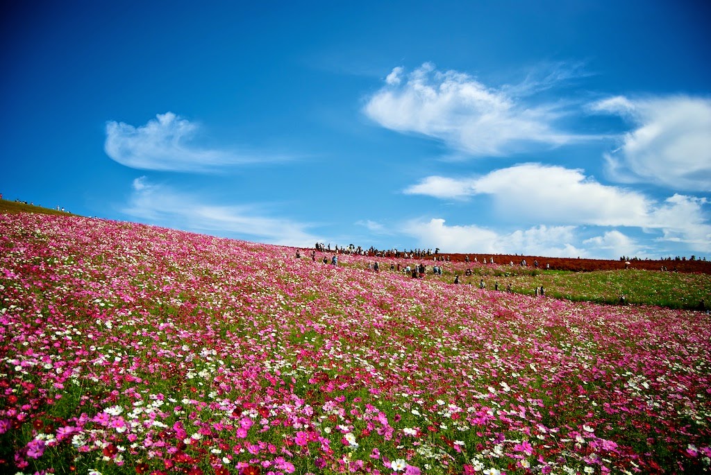 Hitachi Kaihin Park during Autumn 2010
