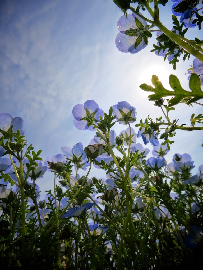 Worm eye view of the blue flower (nemophila)