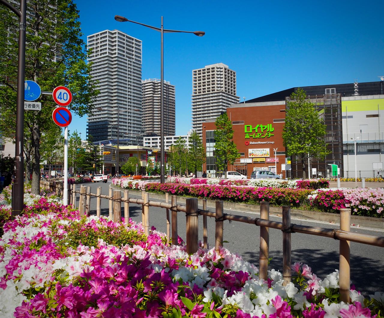 Azaleas of Donau Street in Minami-Senju