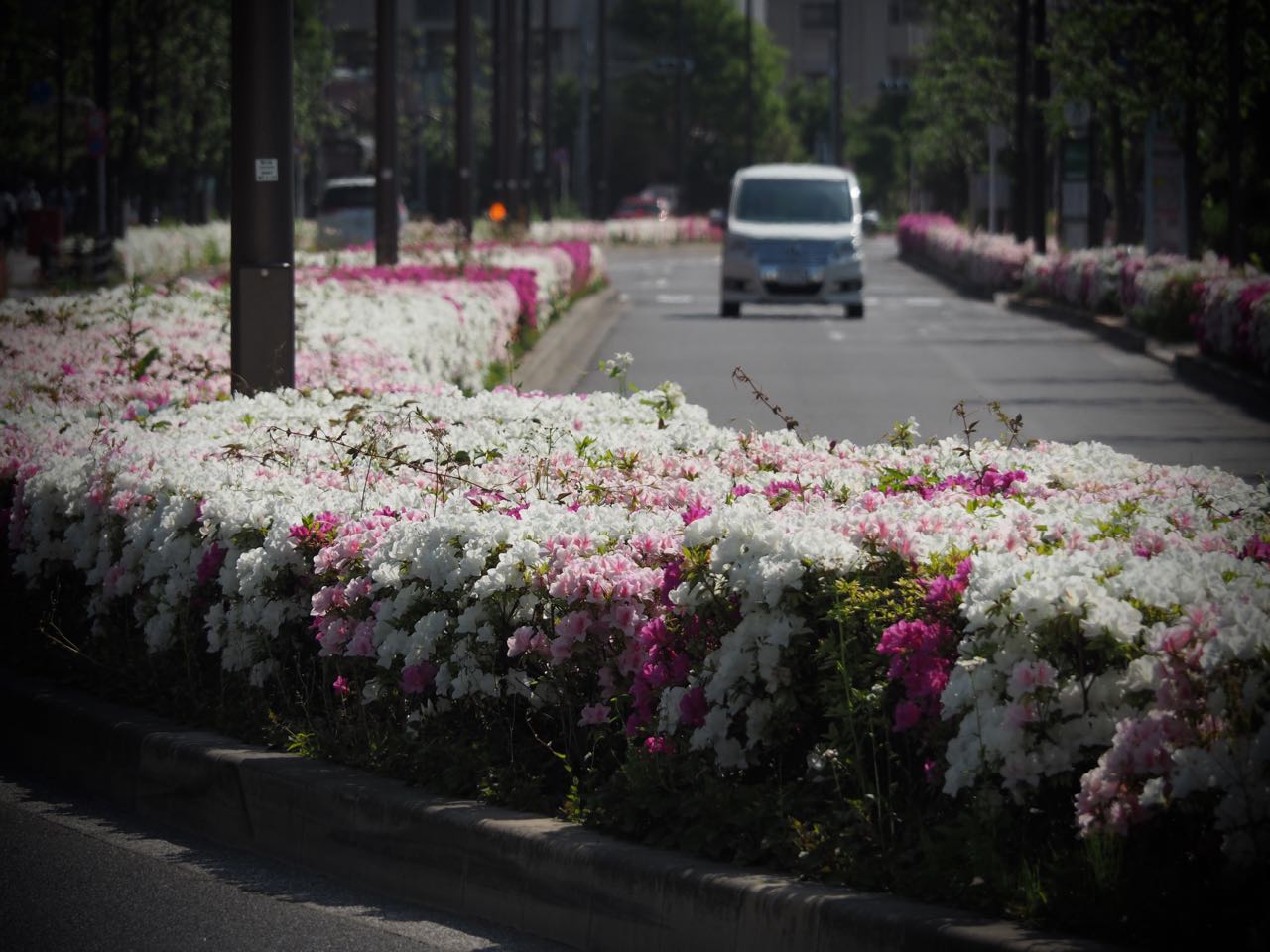 Driving along the azalea lined streets