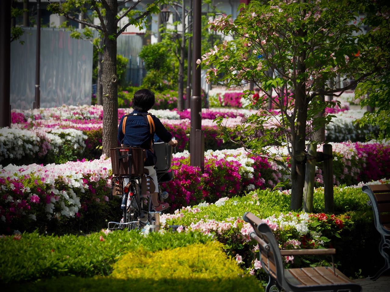 Cycling along the azalea lined streets